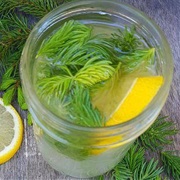 Spruce Needle Tea