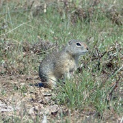 Idaho Ground Squirrel