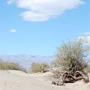 Sand Dunes, Death Valley