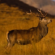 Scottish Red Deer