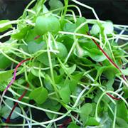 Microgreen