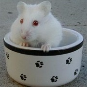 Hamster