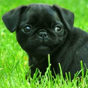 Pug