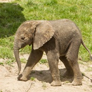 Elephant (African)