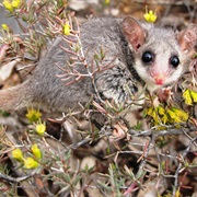 Eastern Pygmy Possum