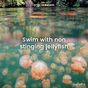 Swim With Non-Stinging Jelly Fish