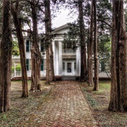 Rowan Oak