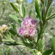 Arrowweed (Pluchea Sericea)