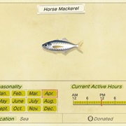 Horse MacKerel