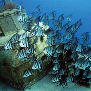 Ray of Hope, Bahamas