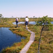 Soomaa National Park, Estonia