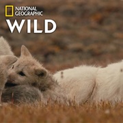 Kingdom of the White Wolf