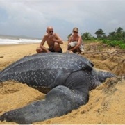 Watch Giant Turtles Lay Eggs