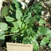 Harebell (Campanula Versicolor)