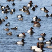 Sand Lake National Wildlife Refuge