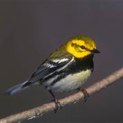 Black-Throated Green Warbler