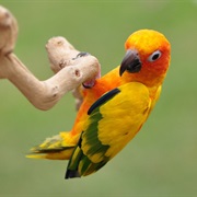 Parrot