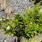 Cook&#39;s Scurvy Grass (Lepidium Oleraceum)