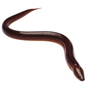 As Slippery as an Eel