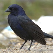 Shiny Cowbird