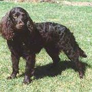 American Water Spaniel
