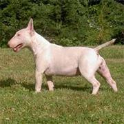 Miniature Bull Terrier
