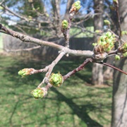 Notice Trees Budding