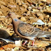 Oriental Turtle-Dove (Maldives)