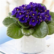 African Violet Plant