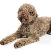 Lagotto Romagnolo