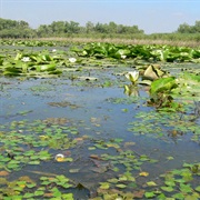 Balta Mica a Brailei Natural Park, Romania