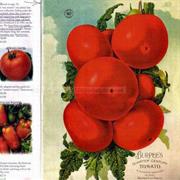 Matchless (Austin Strain)Now Ided as Quarter Century