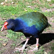 Takahe