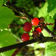 Northern Redcurrant (Ribes Triste)