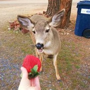 Have a Wild Deer Eat Out of My Hand