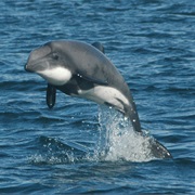 Chilean Dolphin