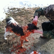 Fresh Blended Tomatoes to Get Skunk Out of Dog