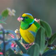 Golden-Browed Chlorophonia
