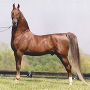Saddlebred