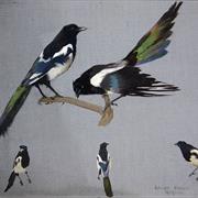 Magpies of Maritime Law