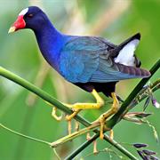 Purple Gallinule