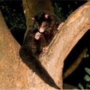 Mountain Brushtail Possum