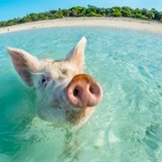 Bada Med Grisar, Bahamas