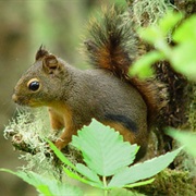 Douglas's Squirrel