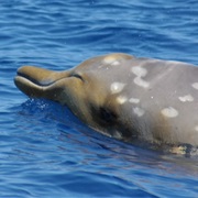 Blainville's Beaked Whale