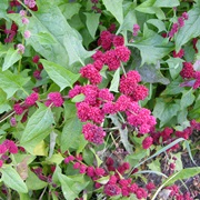 Strawberry Goosefoot (Blitum Capitatum)