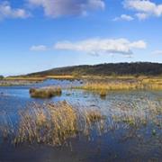 Leighton Moss Nature Reserve