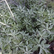 Wild Sage