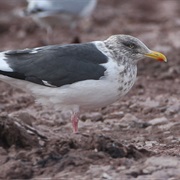 Slaty-Backed Gull