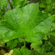 Chinese Mallow (Malva Verticillata)